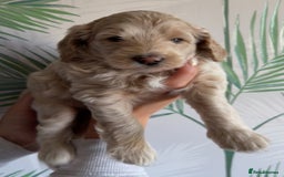 Cavapoo dogs for sale: ✨🌈 Rare Chocolate & Multicoloured Curly Cavapoos - Image 6