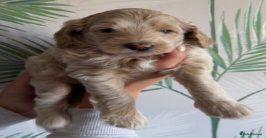 Cavapoo dogs - Advert 9