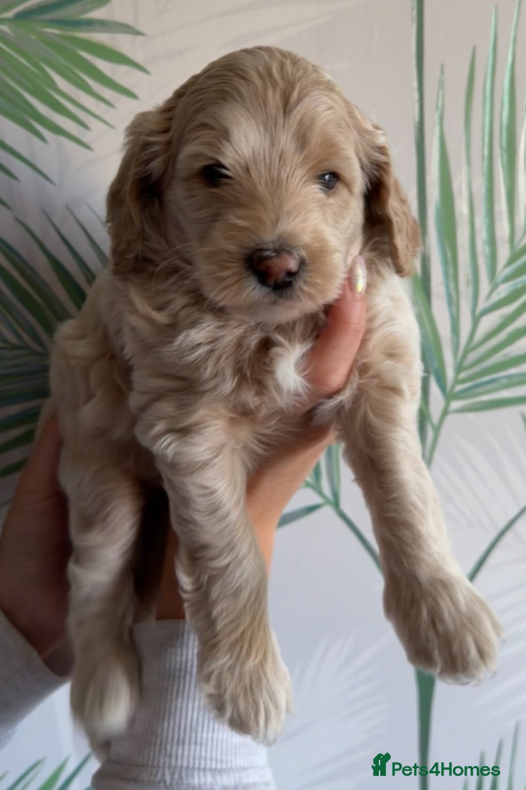 Cavapoo dogs for sale: ✨🌈 Rare Chocolate & Multicoloured Curly Cavapoos - Image 6