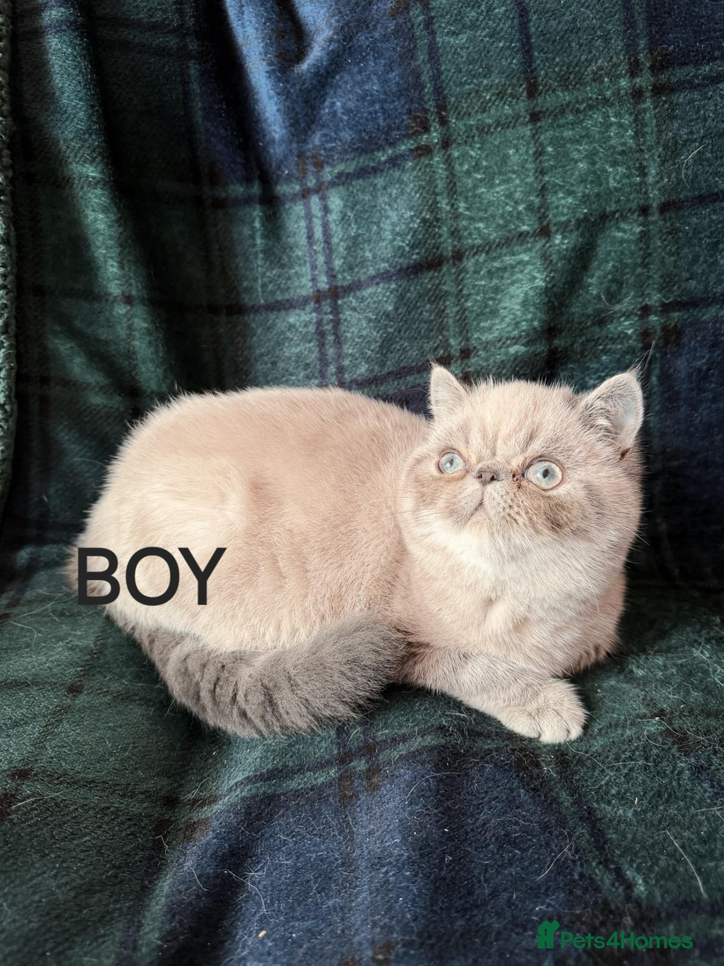 Exotic cats 1 Blue eyed Colourpoint Persian Exotic left - Advert 4