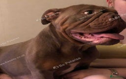 English Bulldog dogs for sale: 3 Isabella English bulldogs - Image 6