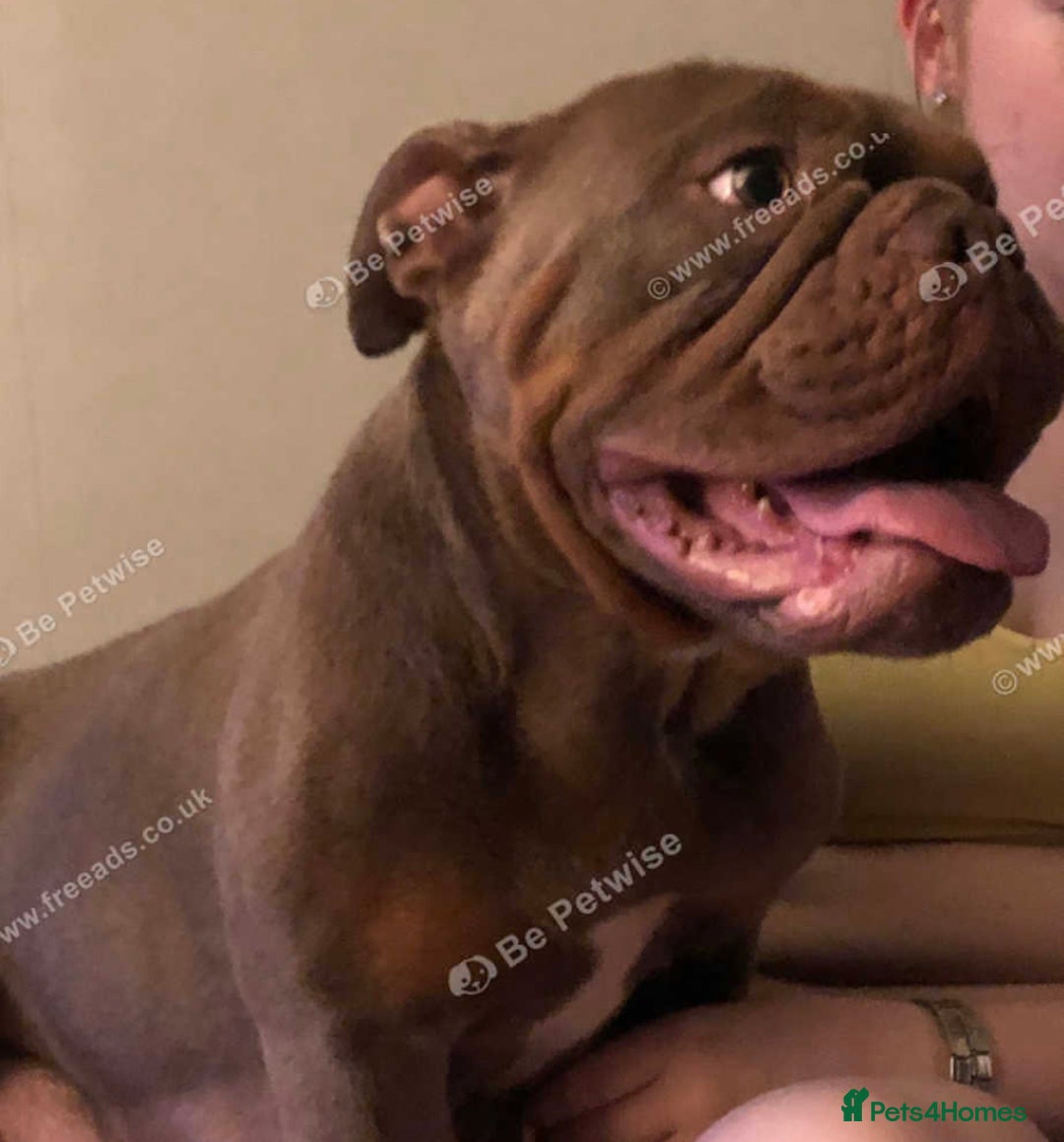 English Bulldog dogs for sale: 3 Isabella English bulldogs - Image 6