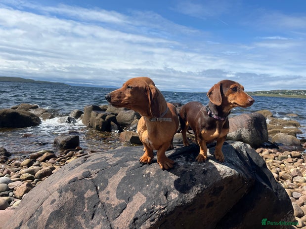 Dachshund dogs - Advert 3