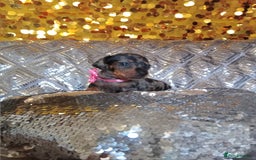 Miniature Dachshund dogs for sale: 7 MINIATURE DUSCHUND PUPPIES 🐶  - Image 17