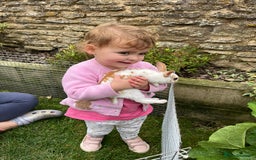 Rex rabbits for sale: Mini Rex bunnies looking for their new homes - Image 3