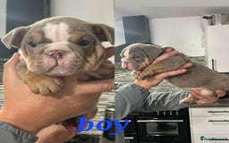 English Bulldog dogs for sale: Stunning bulldogs  - Image 6