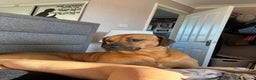 Rhodesian Ridgeback dogs for stud: Rhodesian Ridgeback - Advert 15
