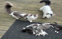 Mixed Breed cats for sale: Lovely Kitten for sale only 50£  - Image 18