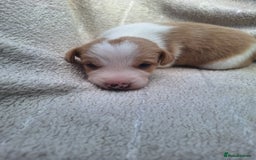 Mixed Breed dogs for sale: Spanish jack Russell (bodeguero) x border collie - Image 26