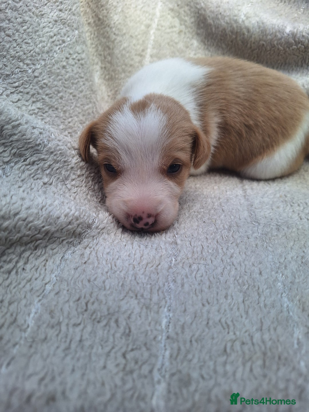 Mixed Breed dogs for sale: Spanish jack Russell (bodeguero) x border collie - Image 26