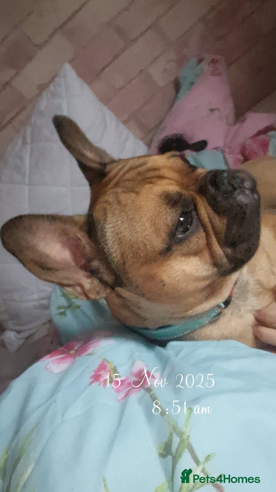 French Bulldog dogs for sale: Reggie - Advert 2
