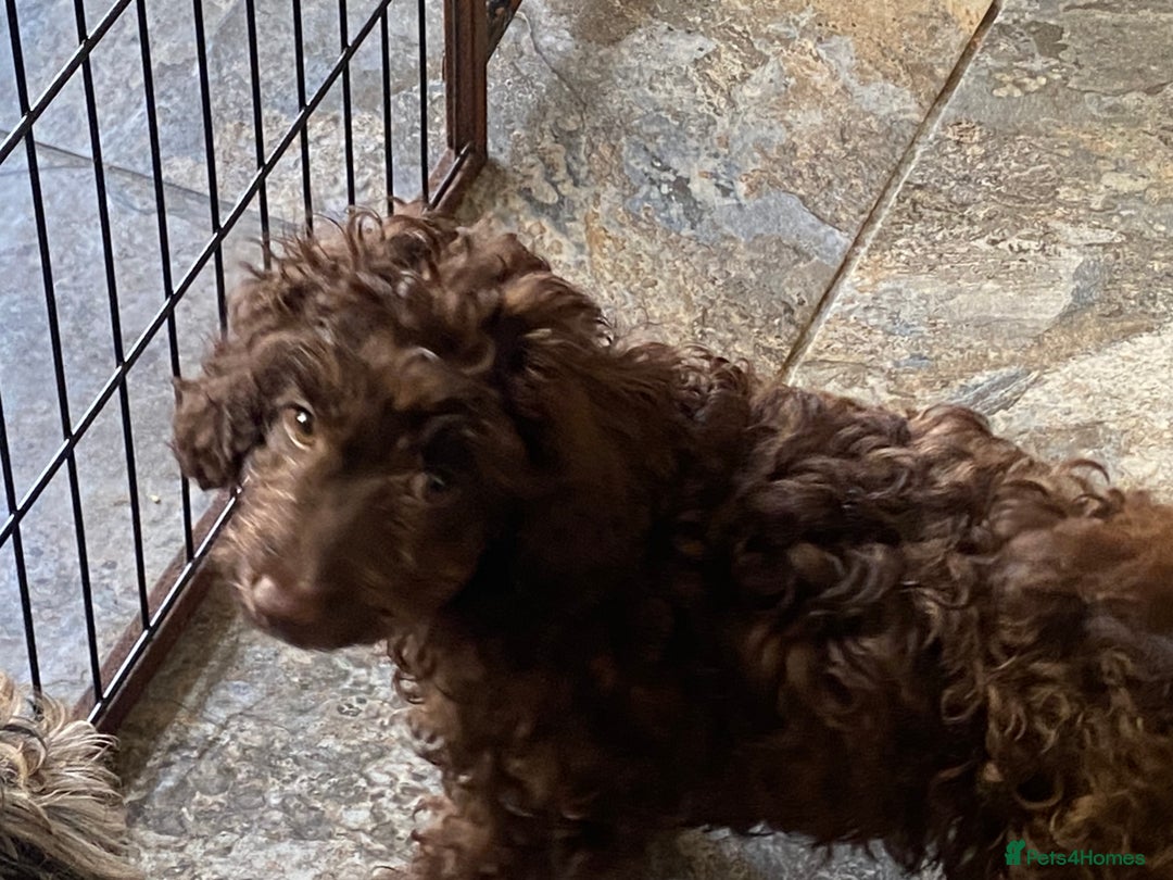 Cockapoo dogs for sale: Gorgeous F2 Cockapoos - Image 7