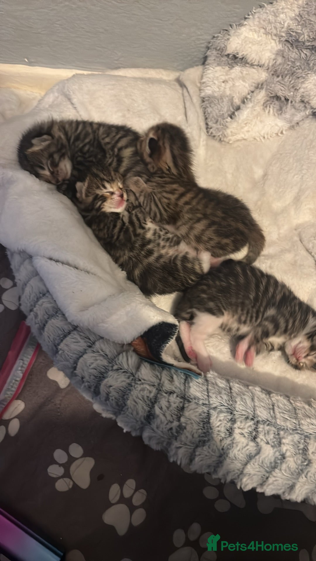 Mixed Breed cats Kittens for sale  - Advert 5
