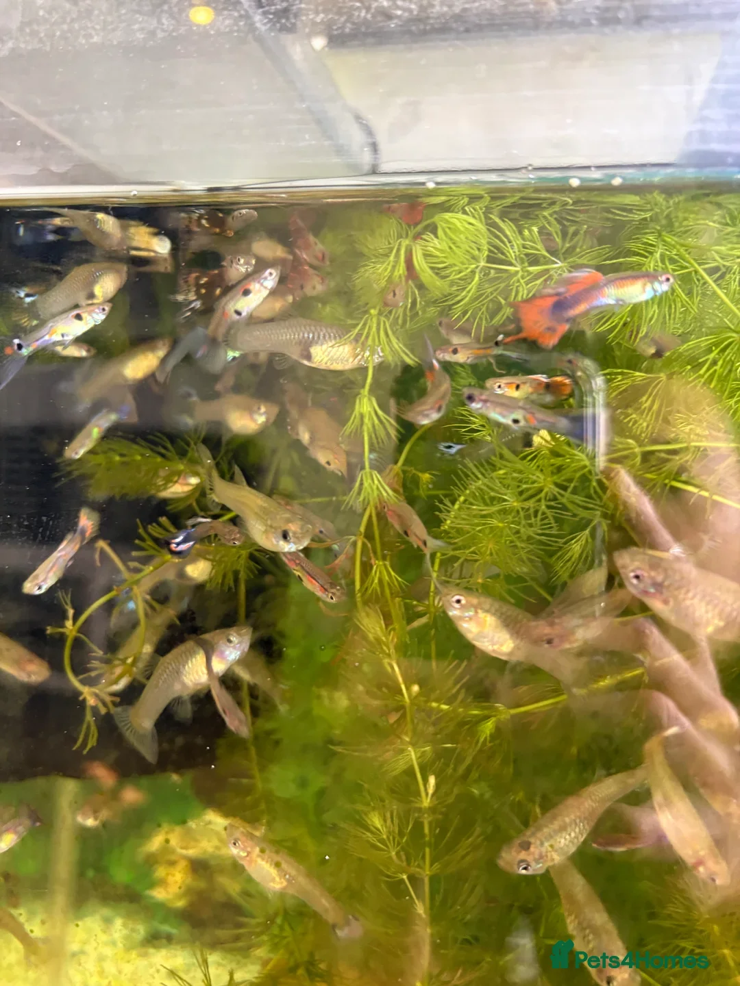 Other/Mixed Breed fish for sale: Assorted guppy fry £2 each - Image 5