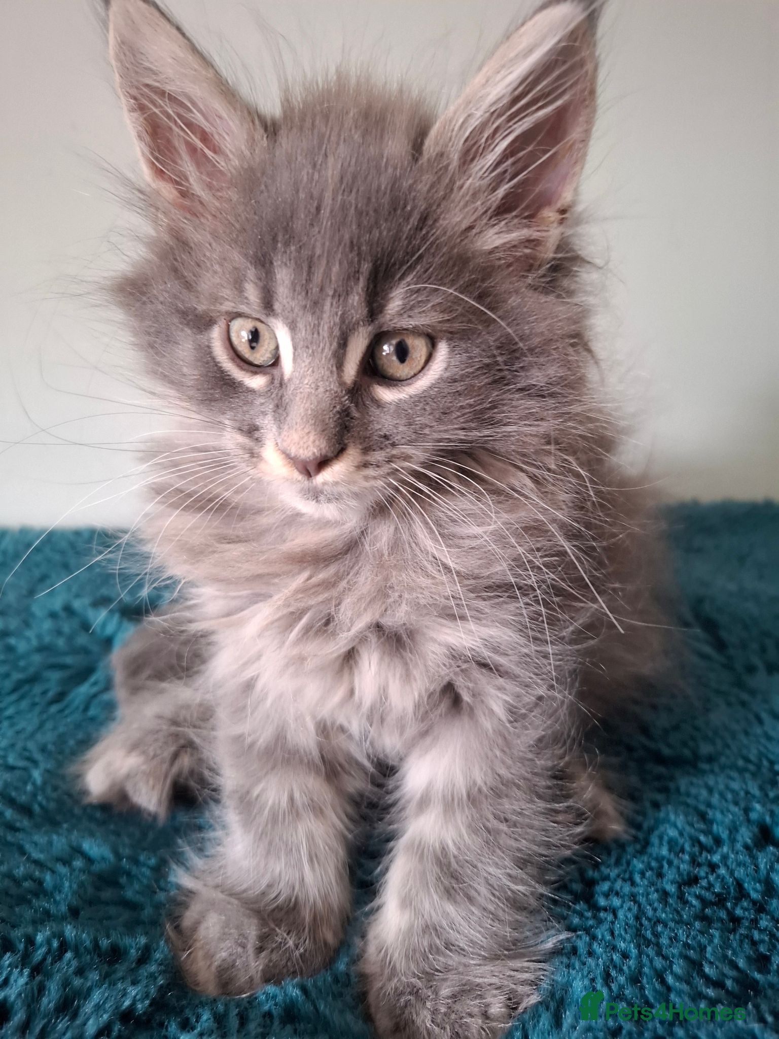 Maine Coon cats Tica registered Maine coon kittens - Advert 2