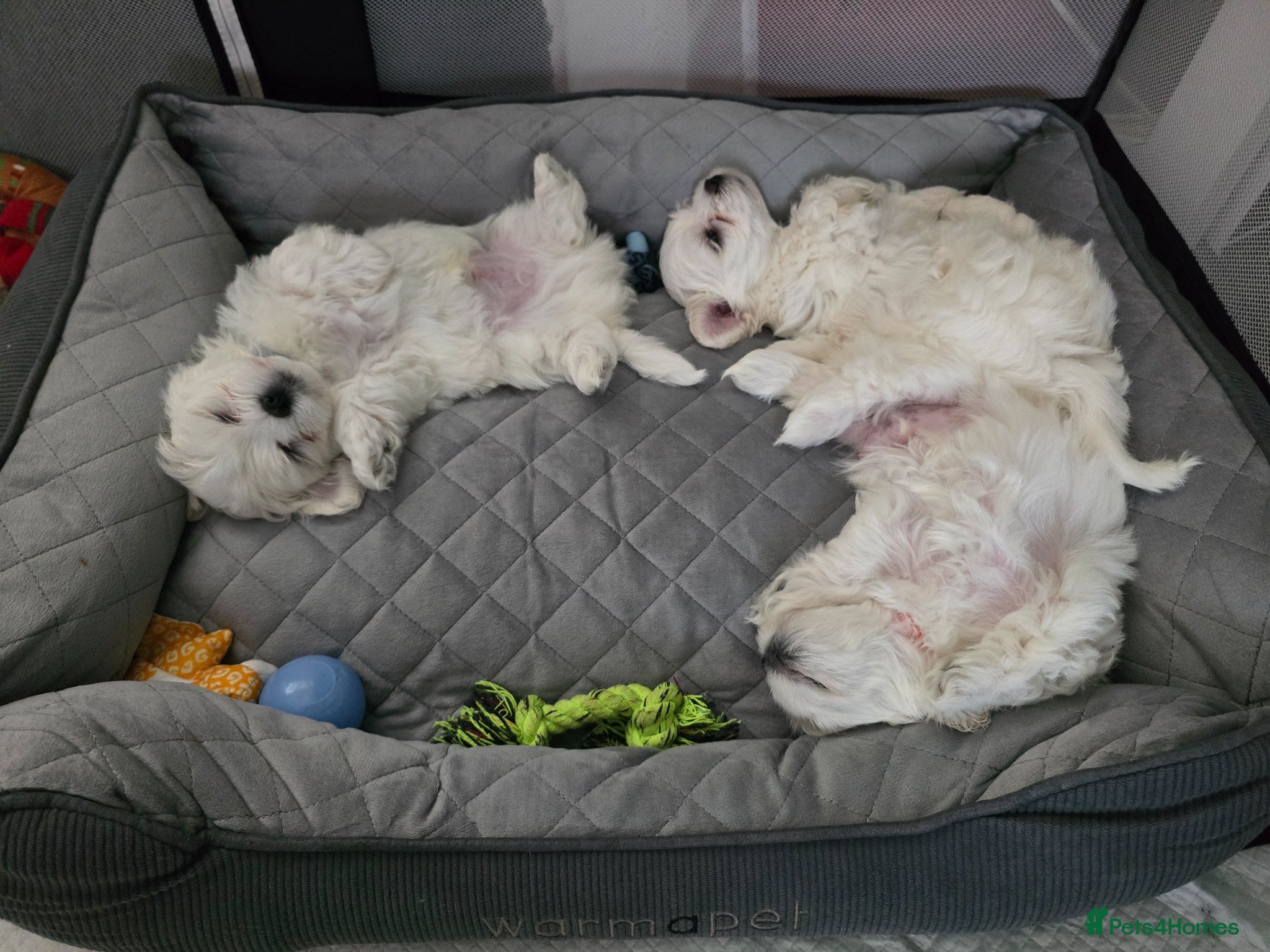 Maltese dogs Adorable Maltese Puppies for Sale - Advert 8