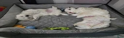 Maltese dogs for sale: Adorable Maltese Puppies for Sale - Advert 7