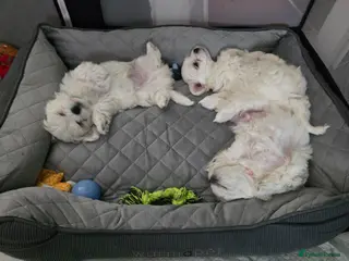 Maltese dogs Adorable Maltese Puppies for Sale - Advert 8