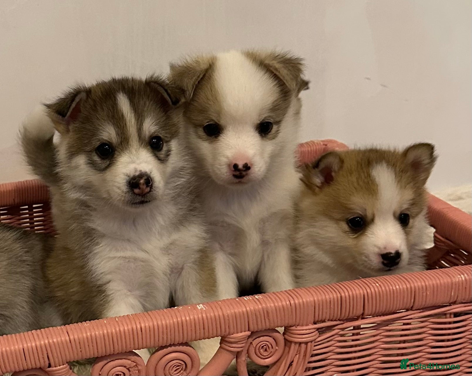 Pomsky dogs Rare Pomsky pups - Gorgeous miniature Husky’s - Advert 2