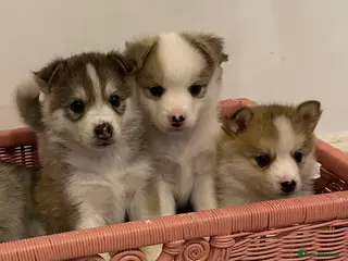Pomsky dogs Rare Pomsky pups - Gorgeous miniature Husky’s - Advert 2