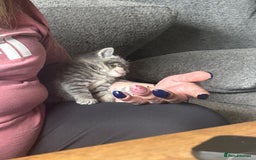 Sphynx cats for sale: House cat x sphinx kittens - Image 4