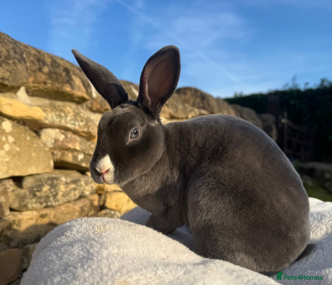 Rex rabbits for sale: Gorgeous Blue VM Mini Rex  - Image 5