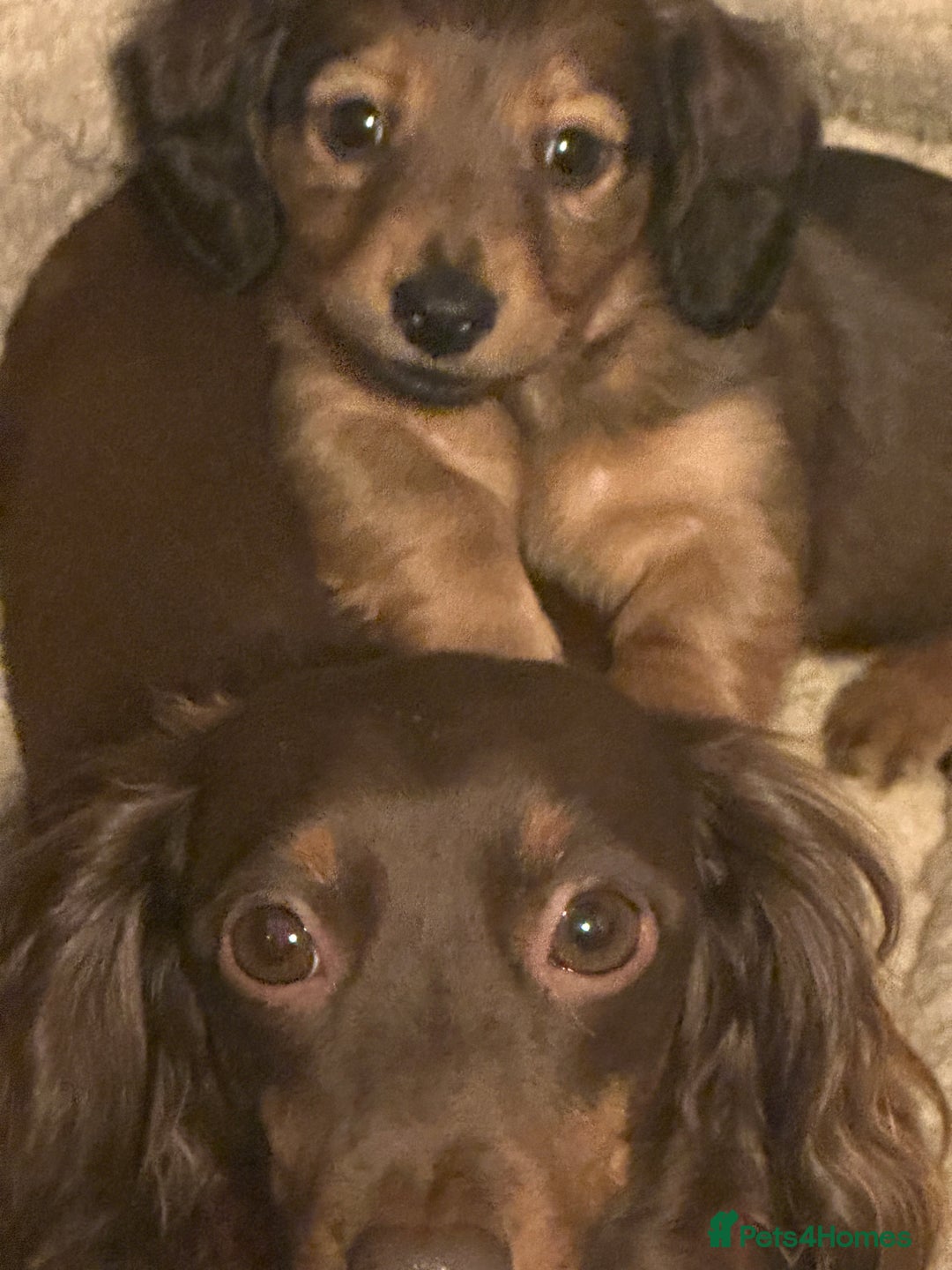 Miniature Dachshund dogs for sale:  Long haired miniature dachshund litter  - Advert 20