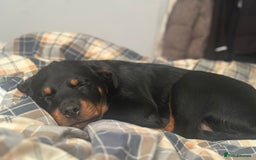 Rottweiler dogs for sale: 1 boy 5 months Rottweiler pup - Image 8