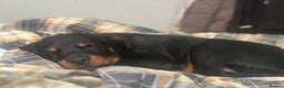 Rottweiler dogs for sale: 1 boy 5 months Rottweiler pup - Advert 8