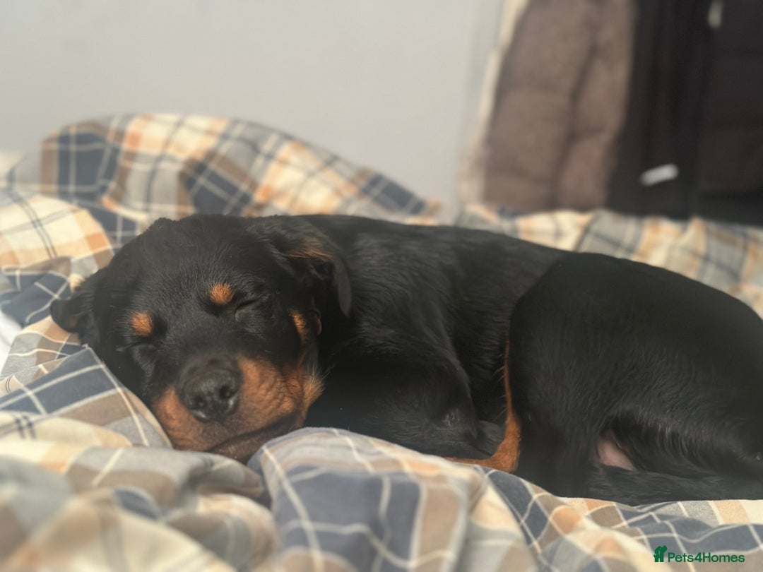 Rottweiler dogs for sale: 1 boy 5 months Rottweiler pup - Image 8
