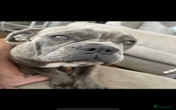 Dorset Olde Tyme Bulldogge dogs for sale: Olde thyme English bulldogge  in Middlesbrough - Image 9
