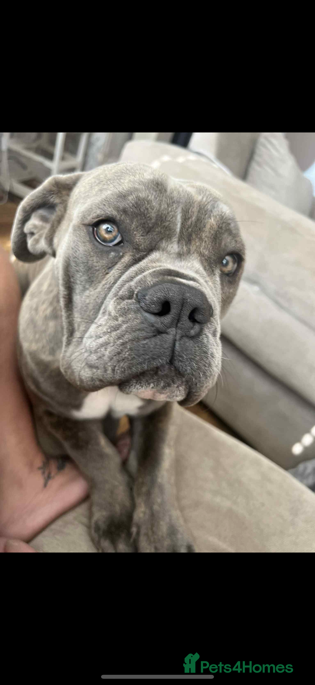 Dorset Olde Tyme Bulldogge dogs for sale: Olde thyme English bulldogge  in Middlesbrough - Image 9