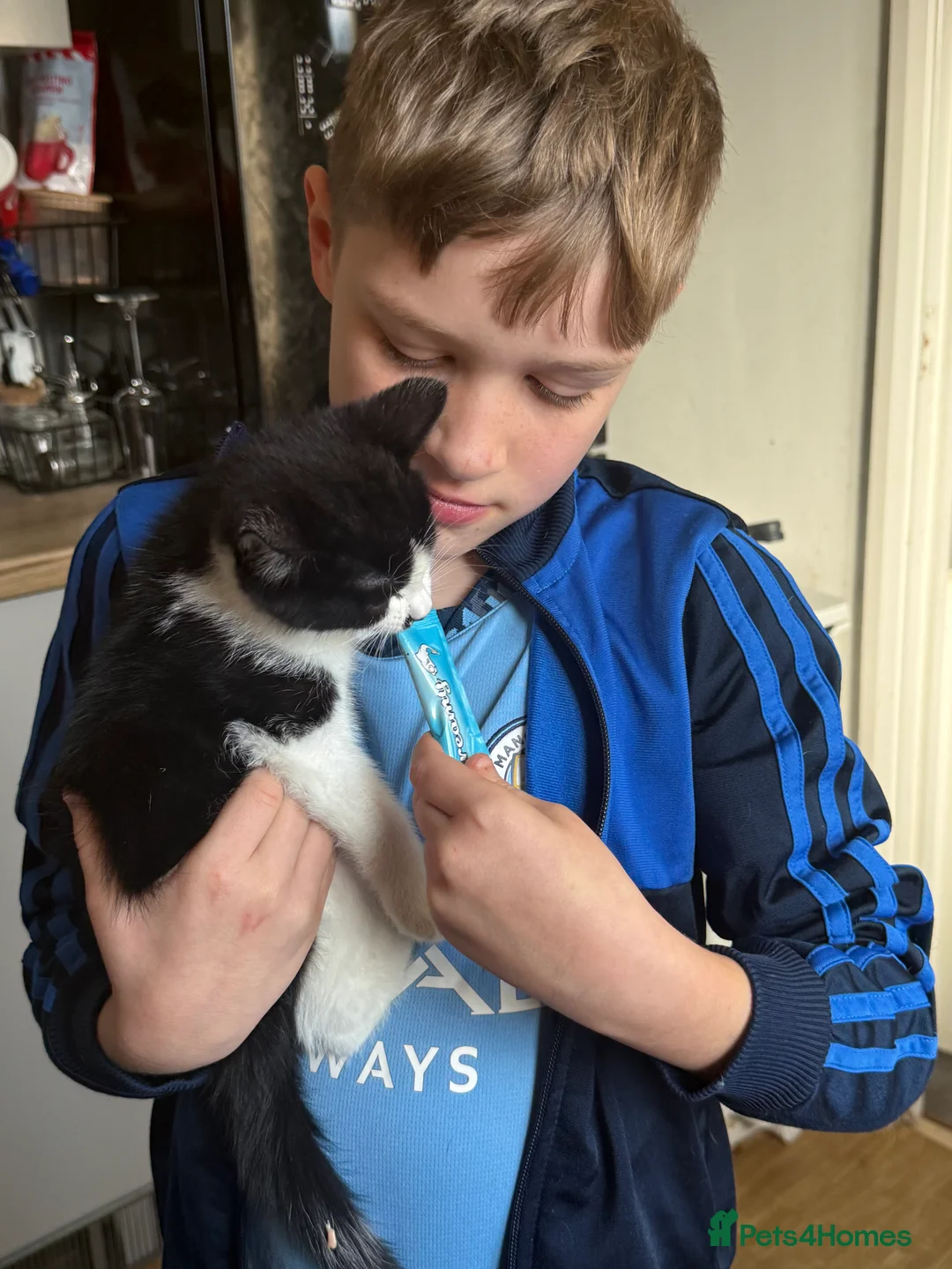 Mixed Breed cats for sale: My Milo - Advert 6