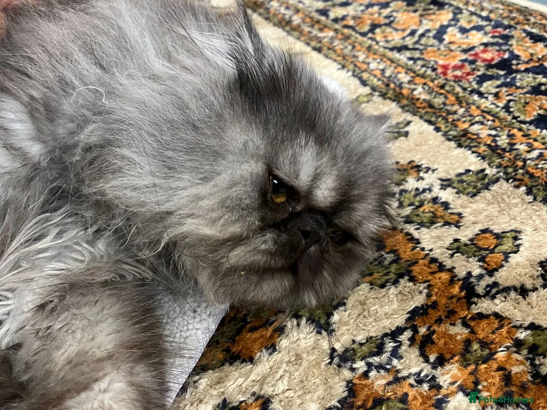 Persian cats for sale: Male Persian for Sales - Advert 2