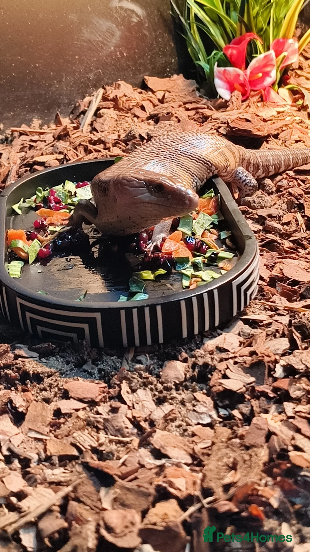 Skink reptiles for sale: Blue tongue skink  with 4x2x2 set up  in Stoke-on-Trent - Advert 9