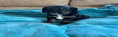 Cockapoo Puppy 2