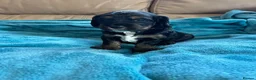 Cockapoo dogs for sale: F1 cockapoos 1 boy still available  - Advert 21