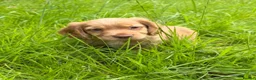 Cocker Spaniel dogs for sale: KC Registered Working Cocker Spaniels - Advert 4