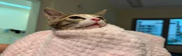 Mixed Breed cats for adoption: Cleo and Junior - lovely kitties - Advert 2