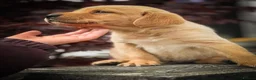 Goldador dogs for sale: Beautiful Deep Red Goldadors DNA Clear - Advert 5