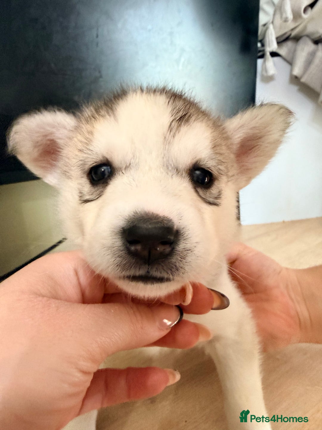 Siberian Husky dogs for sale: SIBERIAN HUSKY  - Image 32