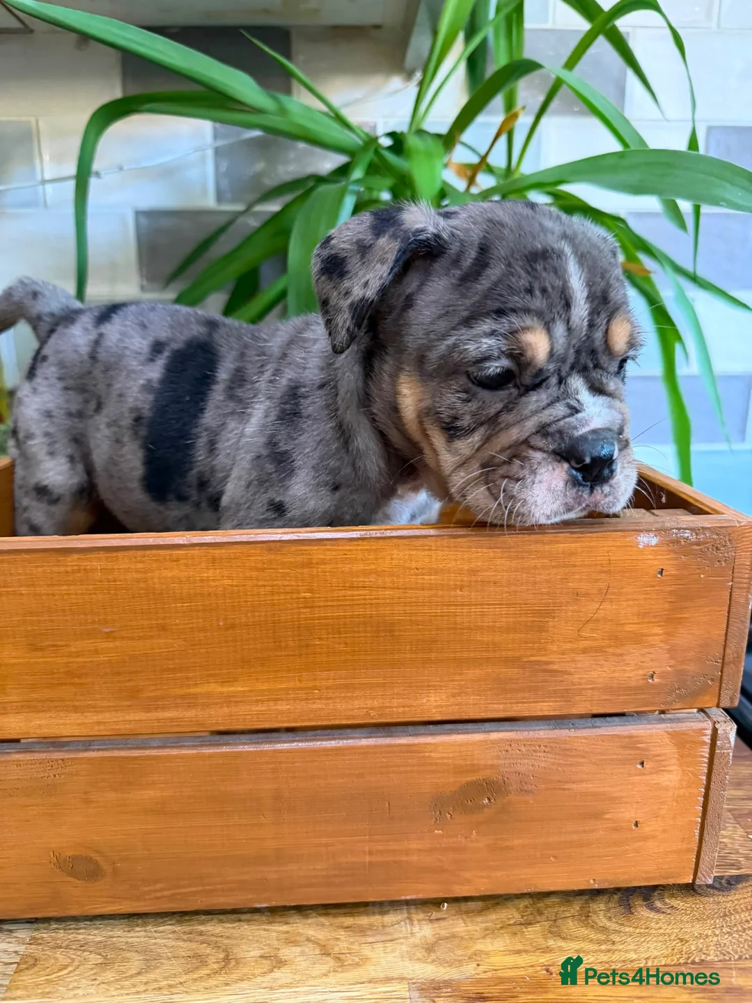 English Bulldog dogs for sale: Fabulous colours healthy bulldog puppies  - Advert 25