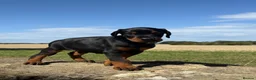 Dobermann dogs for sale: Beautiful, Healthy Doberman Puppies  - Advert 6