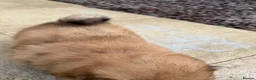 Chow Chow dogs for sale: Chow Chow Puppies - Advert 6