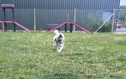 Patterdale Terrier dogs for adoption: Peanut - Image 2