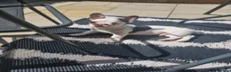French Bulldog dogs for sale: Male French bulldog  in Birmingham - Advert 5