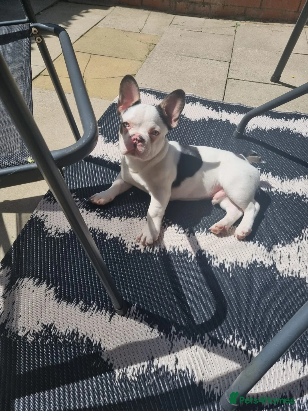 French Bulldog dogs for sale: Male French bulldog  in Birmingham - Advert 5