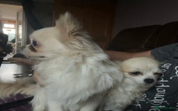 Chihuahua dogs for sale: Long haired KC chihuahuas  - Image 5
