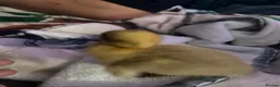 Ducks poultry for sale: Cayuga runner duck x  - Advert 3