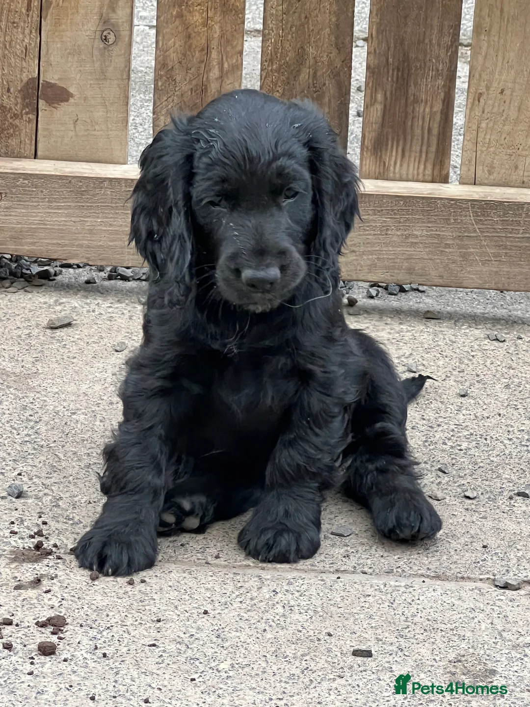 Cocker Spaniel dogs for stud: KC Reg well proven Working Cocker Spaniel at Stud  - Advert 7